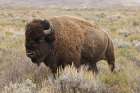 American Bison in sagebrush meadow Grand Teton National Park Art Print